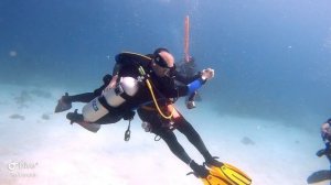 Мальдивы 2024. Расду(Rasdhoo). Дайвинг. Третья часть.