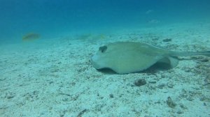 Galapagos Diving