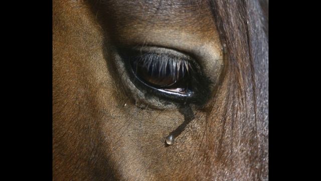 Анна больше не ходит в лес одна. Мистические истории. Аудио-истории смотреть онлайн