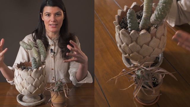 Tephrocactus articulata (Paper spine or Pinecone Cactus) Houseplant Care—74 of 365