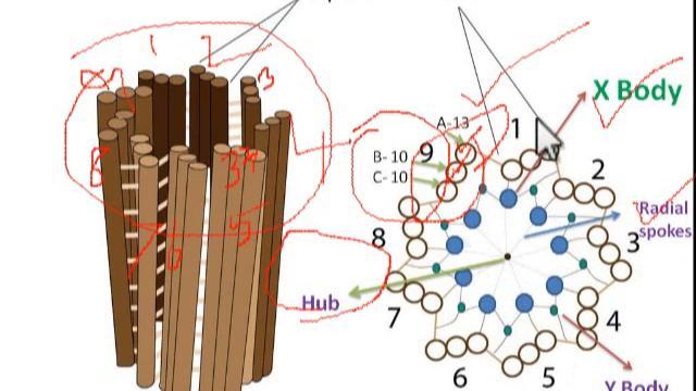 Centrosomes & Centrioles : Structure & their role