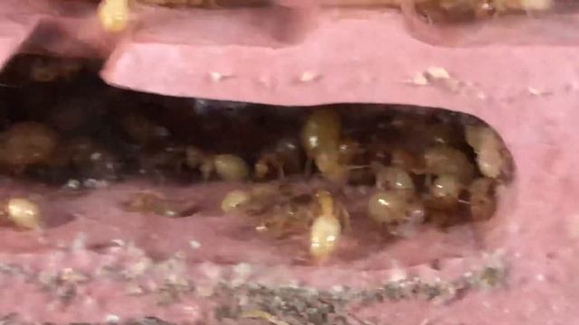 Camponotus turkestanus suivi 9 смотреть онлайн