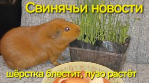 Давно не виделись, но у Пирожка без перемен - снова ест