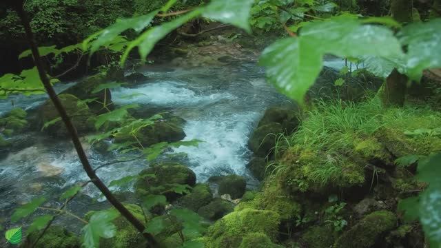 Музыкотерапия 🌿Успокаивает нервную систему и освежает душу, расслабляя №2