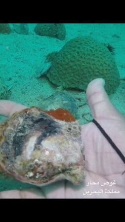 غوص محار ( مملكة البحرين)#bahrain #underwater