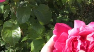 РОЗЫ 2024: самые КРАСИВЫЕ сорта в моем саду!