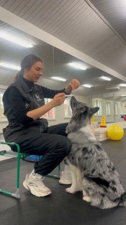 Ты можешь заставить собаку подчиняться… А можешь научить её понимать тебя