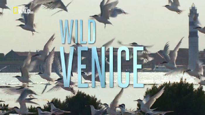 Дикая Венеция / Wild Venice