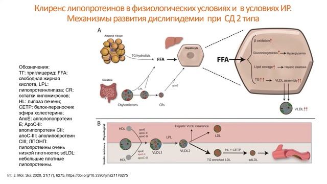 Взаимосвязь сахарного диабета и дислипидемии: взгляд эндокринолога