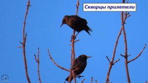 Скворцы прилетели и поют. Март