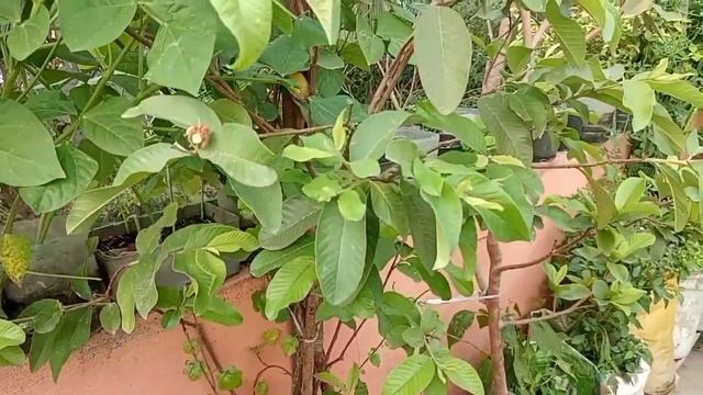 மாடித் தோட்டம்|Terrace Garden|Maadi Thottam|செடியும் நன்மைகளும்|கீரை வளர்ப்பு|காய்கறி தோட்டம்|Part смотреть онлайн