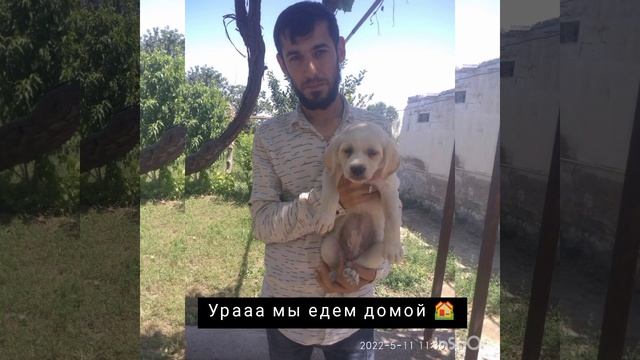 Спосение и пристройство собачек на передержке🐶🙏 смотреть онлайн