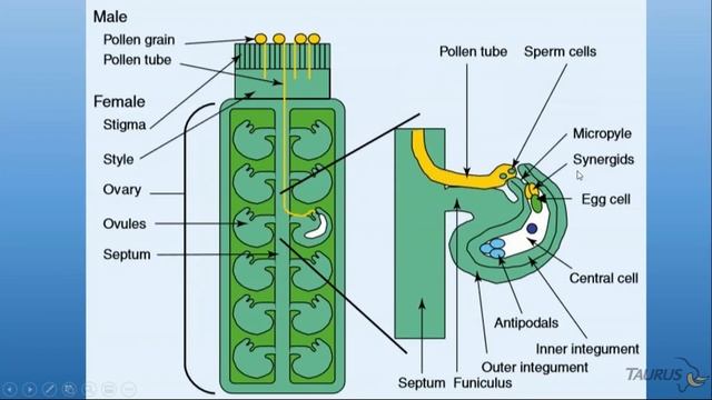 Pollination & Fertilization with Mike Dolinski смотреть онлайн