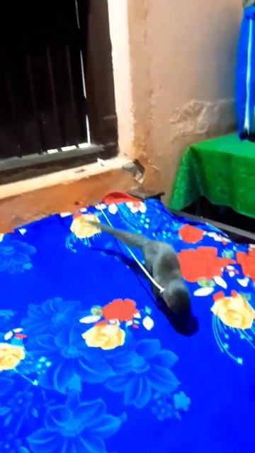mongoose hanging #shorts #mongoose #pets #animals смотреть онлайн