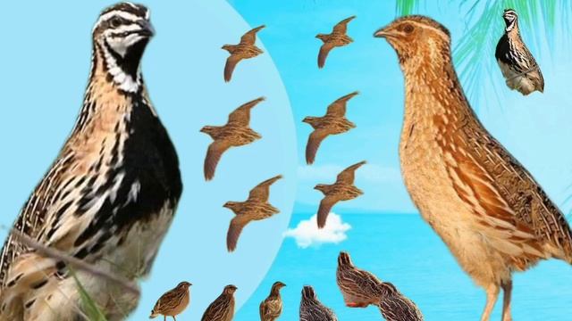 Batair ki awaz quil sound wheat hunting sounds گندم کی شکار کے لئے بہترین آواز