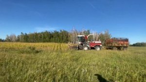 Уборка кукурузы 2022 года на силос комбайном Ростсельмаш DON-680M