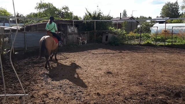 Даша на башкирской кобыле по кличке Пастель (Стелле) 01.09.2019 смотреть онлайн