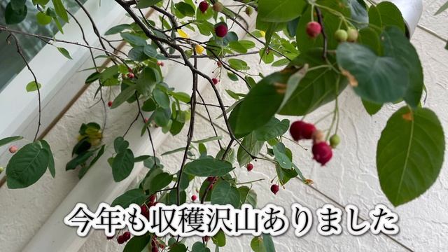 ジュンベリーの収穫Harvesting June berries смотреть онлайн
