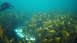 Diving the kelp forests of Norway