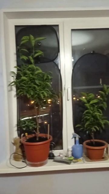 мандарины на окне смотреть онлайн