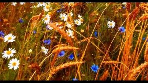 А  Вознесенский  Поглядишь, как несметно #философскаялирика #поэты20века