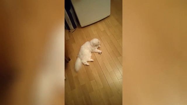 Кошка Джулька играет с удочкой дразнилкой смотреть онлайн