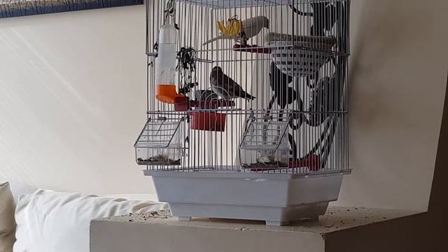 Ծլվլիկ և Դեղձանին смотреть онлайн