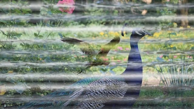 BEAUTIFUL TENDER MUSIC, MELODY TO LIFT YOUR MOOD смотреть онлайн