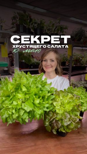 🌱 ХРУСТЯЩИЙ САЛАТ К МАЙСКИМ ПРАЗДНИКАМ – ПОРА ВЫСЕВАТЬ РАССАДУ!