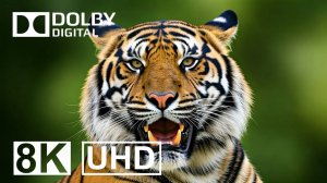 VIDEO FULL HD - Collection of Wildlife