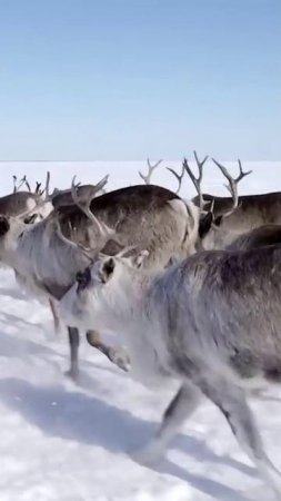 📍Почему нельзя полностью приручить северных оленей