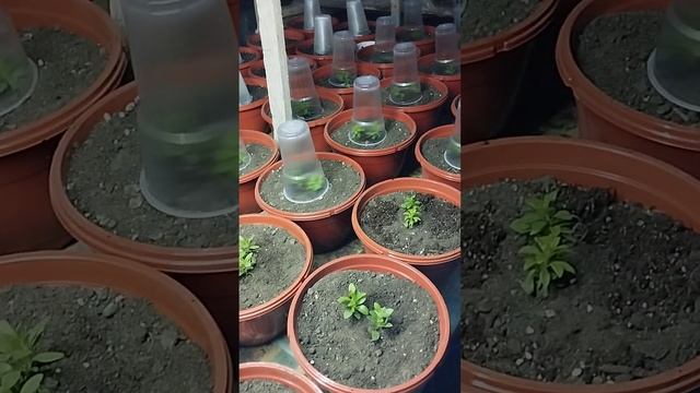 30 кашпо с калибрахоа 19 расцветок! Ни одной повторяющейся!