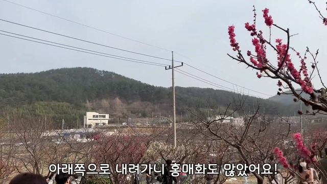 매화 보러 갔다가 콧물만 흘리고 온 강아지 (부산 반려견 동반)