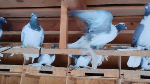 Тульский чиграш