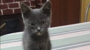 Кошачий привет