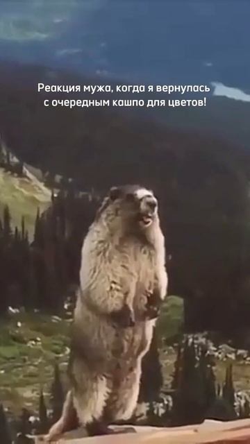 ЛУЧШИЕ КАШПО ДЛЯ ЦВЕТОВ! Артикул в описании