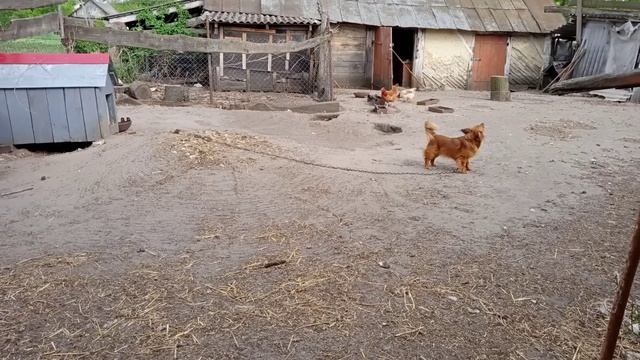 джек мій песик смотреть онлайн