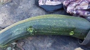 самооборона сигналом охотника , отстрел устройства Пионер .