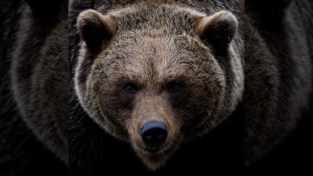 Звук медведя 14 смотреть онлайн