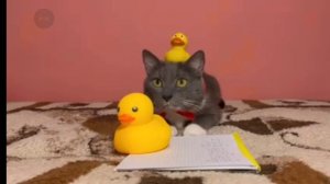 Лотков и его шпаргалка