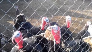 Разговор с индюками