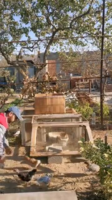 CHICKENS LOVE TO FLY))) ЦЫПЛЯТА ЛЮБЯТ ЛЕТАТЬ))) #shorts смотреть онлайн