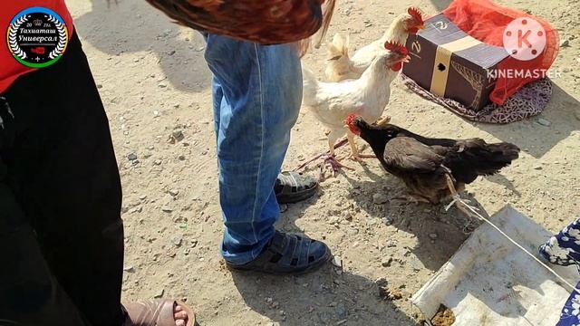 🦃ТАУЫК🐓ШОЖЕ🐤БАЗАР 28.07.24ж.#тахиаташ#каракалпакистан#цены#бахалары#кораз#уйрек#цыплята#куры#утки