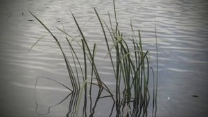 Айсберг тайн с Boosty Wing13, Уровень 0