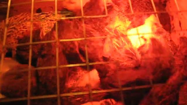 Пепепелкам 3 недели!)) Уже с перьями!)) Готовимся ко сну)) смотреть онлайн