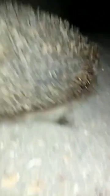 Ежик в тумане смотреть онлайн