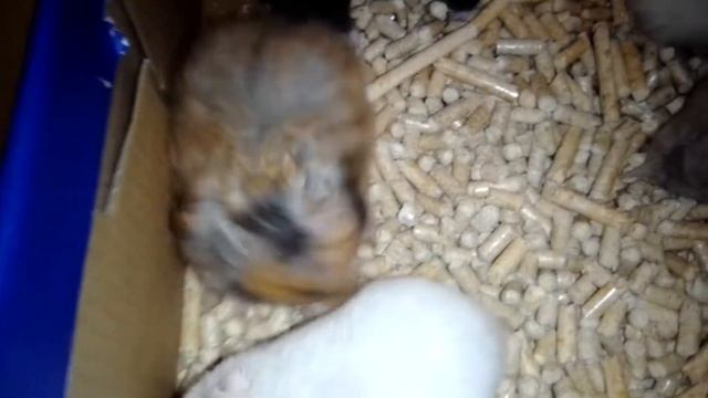 Сирийские хомячки из питомника г. Ульяновск Заводчик Елена Морозова.