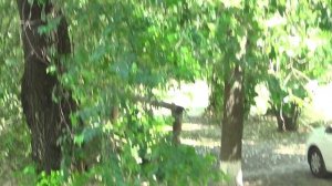 2 августа 2024 года = собаки