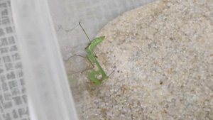 Богомолы против палочников!  Hierodula transcaucasica Bolivaria brachyptera Medauroidea extradentat
