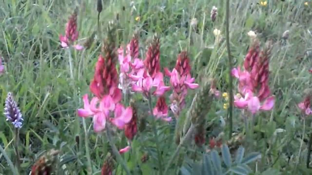 Sainfoin смотреть онлайн